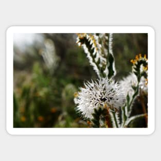 Silver Puff (Uropappus lindleyi) Sticker